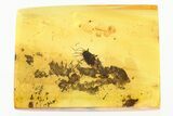 Detailed Fossil True Bug (Miridae?) In Baltic Amber #321675-2